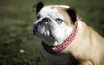 Англійський