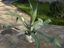 догляд