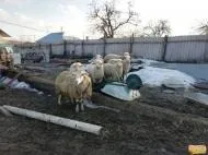 Барани та вівці в Білгородськійобласті Вівці барани
