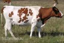 Айширська порода корів – докладна характеристика, продуктивність айширська