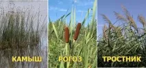 Рогоз - рослина для виживання рогоз