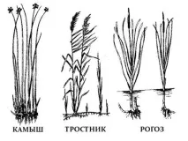 Рогоз - рослина для виживання виживання