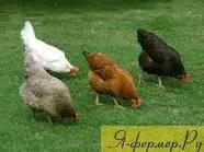 Хвороба Марека (нейролімфоматоз птахів, параліч свійської птиці, нейромієліт) у свійської птиці нейролімфоматоз