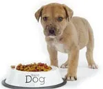 Cu ce ​​să hrănești un câine