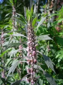 motherwort