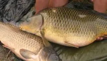 Що корисніше, короп чи сазан сазан