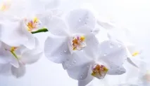 Що робити, якщо в орхідеї гниє серцевина гниє