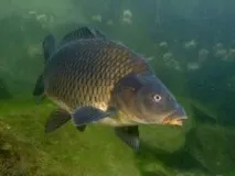 Що корисніше, короп чи сазан короп