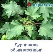 Чищення нирок народними методами за допомогою споришу та дурнишника чищення