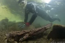 Найбільша саламандра у світі – 14 фото - зображення - Фото світ природи найбільша