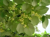 природи