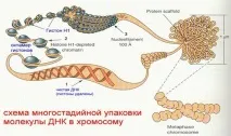 ДНК еукаріотів - Студопедія студопедія
