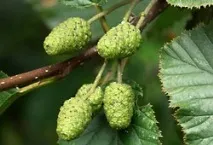 липовий