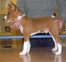 безкоштовні