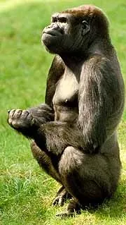 Hrana de la primate, maimute, gorili, cimpanzei