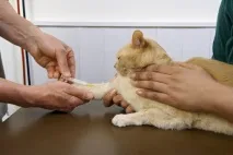 Еритроцитоз у котів, Навколо кота кота