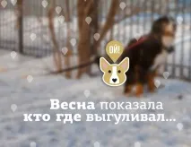 Фекальний Кемерово справи собачі собак