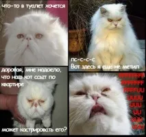 картинки