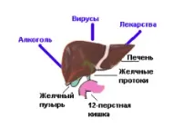 Гепатит Д як передається, симптоми та лікування гепатиту