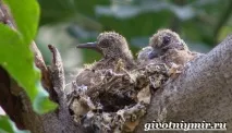 Горлиця птах птах