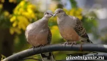 Горлиця птах бути