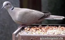 Горлиця птах горлиця