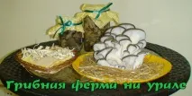 грибна