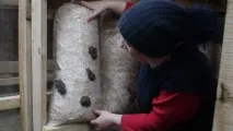 ферма