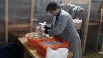 грибна