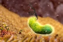 Helicobacter Pylori (хелікобактер пілорі) потрібно лікувати або не обов’язково пілорі