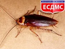 статті