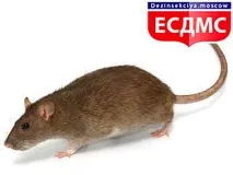 комах