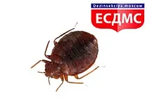 статті