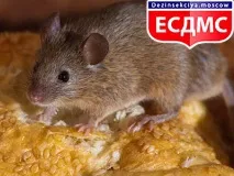 комах