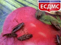 статті
