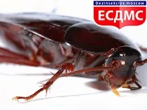 комах