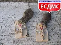 комах
