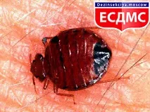 статті