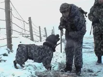 З ДНЕМ ПЕРЕМОГИ! В ПАМ’ЯТЬ ПРО СОБАКИ ВІЙНИ - 1 перемоги