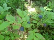 Збір чорниці у лісі лісі