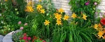 Саджанці багаторічників у Криму, Садовий центр - Велес, розплідник рослин Крим криму