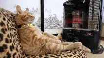 Винахідливі коти, які сплять щосили винахідливі