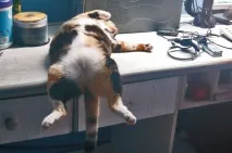Винахідливі коти, які сплять щосили коти