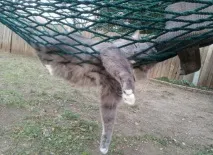 Винахідливі коти, які сплять щосили коти