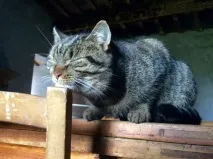 Винахідливі коти, які сплять щосили коти