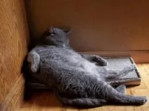 Винахідливі коти, які сплять щосили сплять