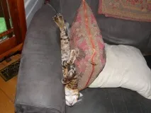 Винахідливі коти, які сплять щосили сплять