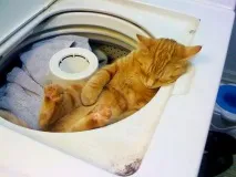 Винахідливі коти, які сплять щосили коти