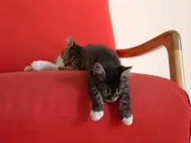 Винахідливі коти, які сплять щосили сплять