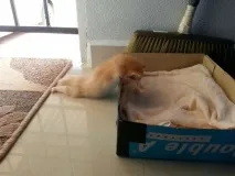 Винахідливі коти, які сплять щосили коти